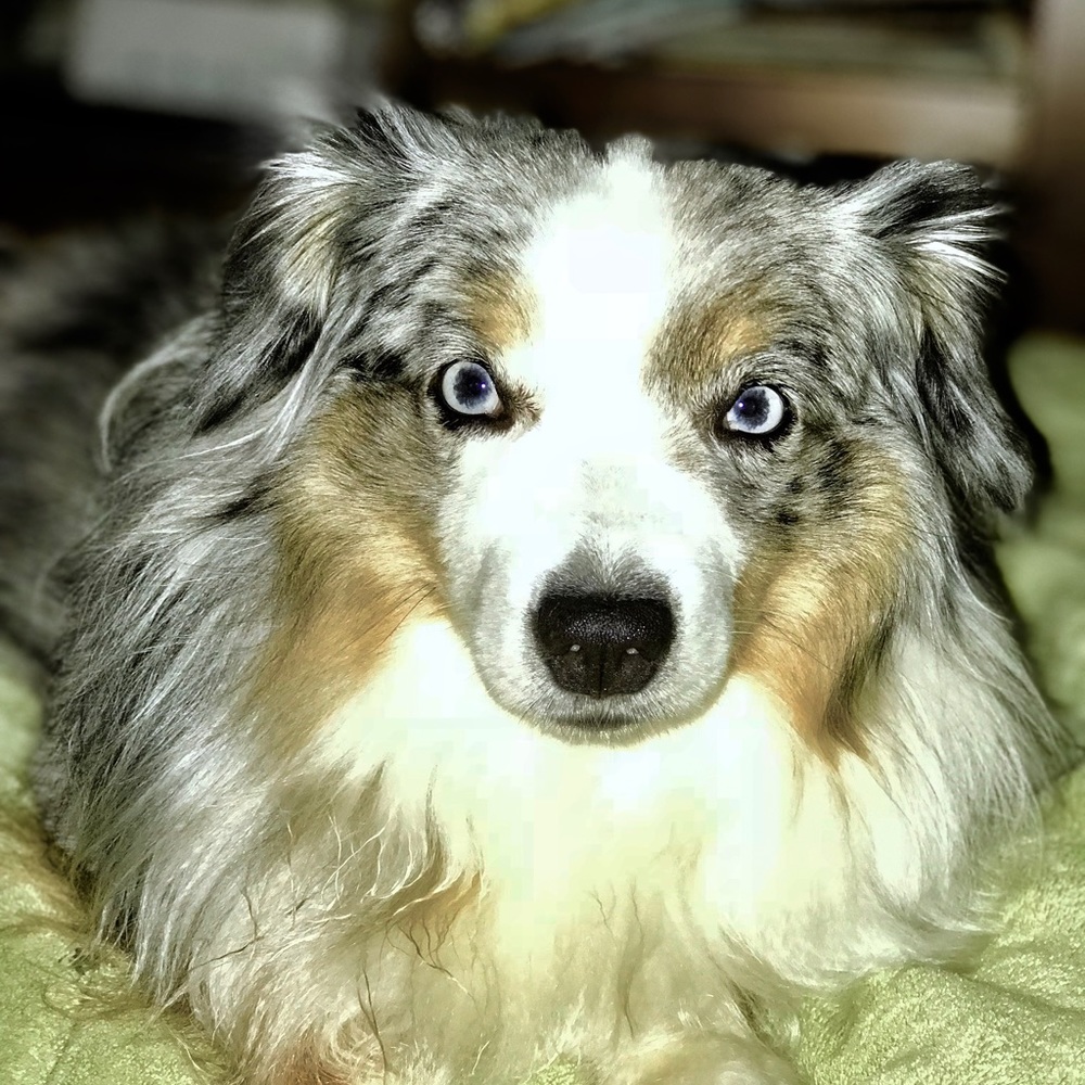 Meet your Posher, Diana